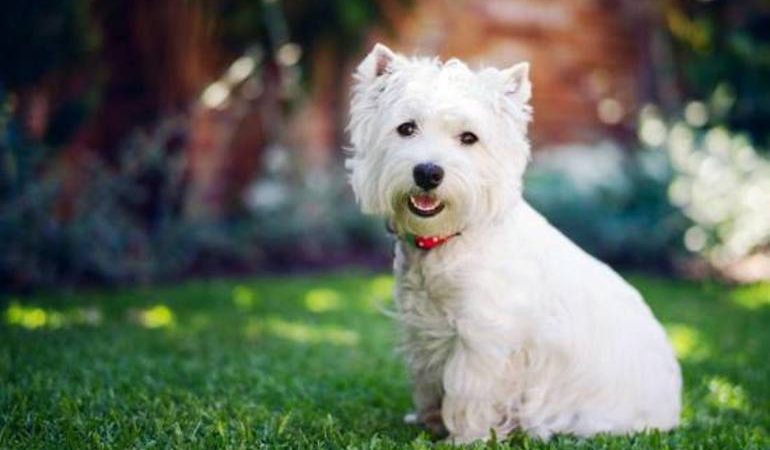 Біла собака уві сні: трактування за відомим сонникам, до чого сниться великий і добрий пес, значення для жінок