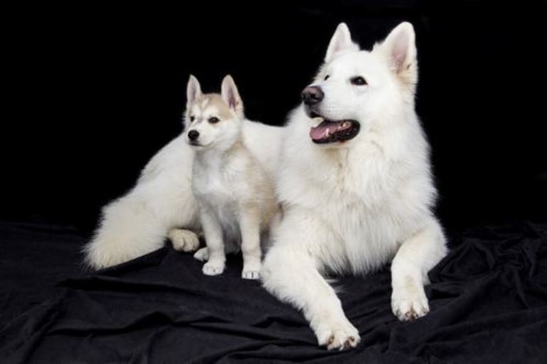 Біла собака уві сні: трактування за відомим сонникам, до чого сниться великий і добрий пес, значення для жінок