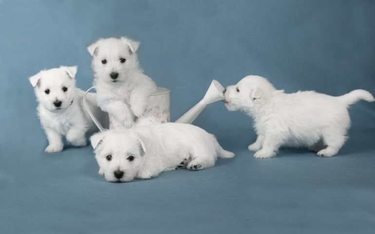 Білий щеня по соннику порода маленького вихованця, тлумачення дівчата і жінки, передбачення Гришина