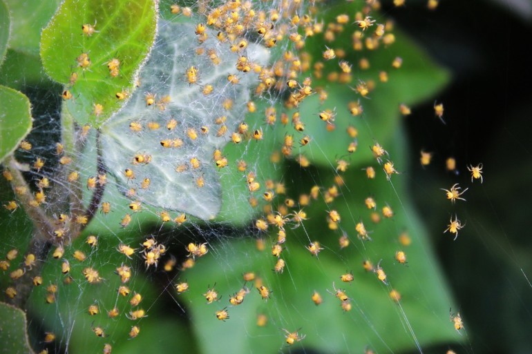 Багато маленьких павуків: сонники відомих авторів, що пояснюють, до чого сняться невеликі і великі особини