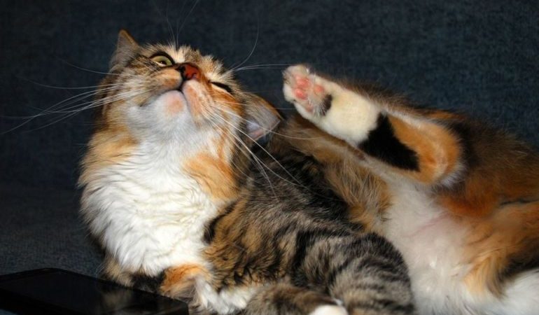 Блохи на кішці: тлумачення різних сонників, до чого сниться ловити і вбивати котячих паразитів