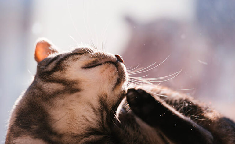 Блохи на кішці: тлумачення різних сонників, до чого сниться ловити і вбивати котячих паразитів