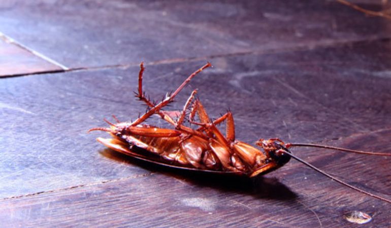 Чому можуть наснитися великі руді таргани: тлумачення за різними сонникам, значення деталей