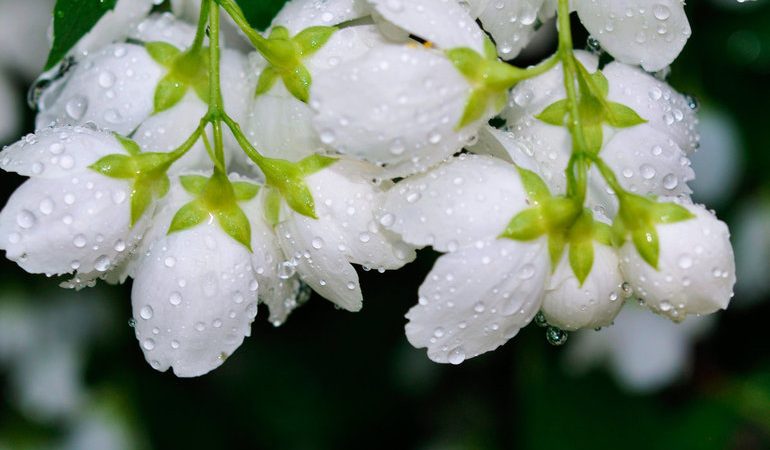 Чому сняться білі квіти: на дереві, в букеті; трактування сонників про білому квітці