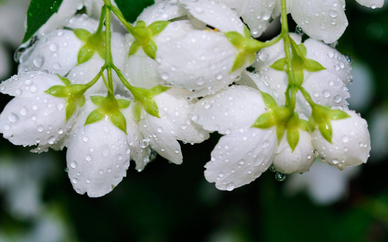 Чому сняться білі квіти: на дереві, в букеті; трактування сонників про білому квітці