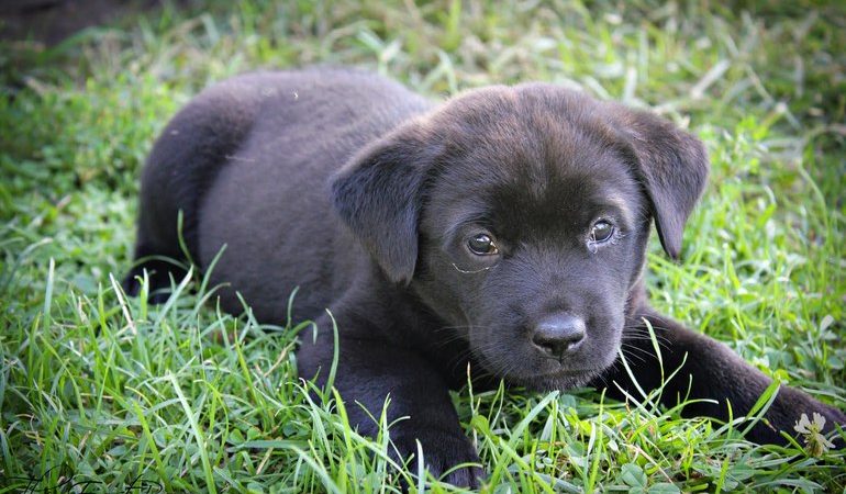 Чорний цуцик по соннику: до чого сниться бачити його тримати на руках або годувати