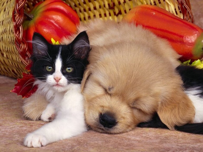 Цуценята і кошенята у сні: до чого сняться тварини, тлумачення по сонникам