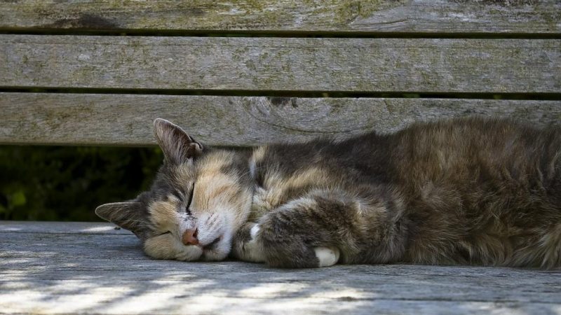 До чого бачити мертву кішку: забарвлення і обставини сну