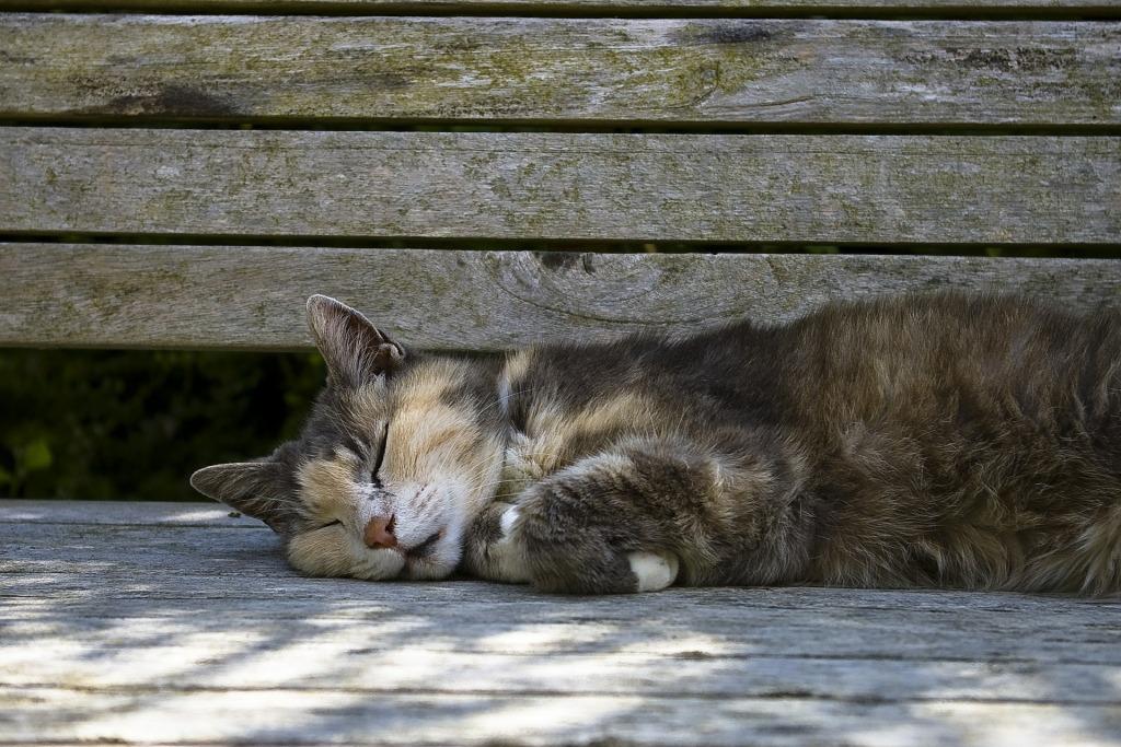 До чого бачити мертву кішку: забарвлення і обставини сну