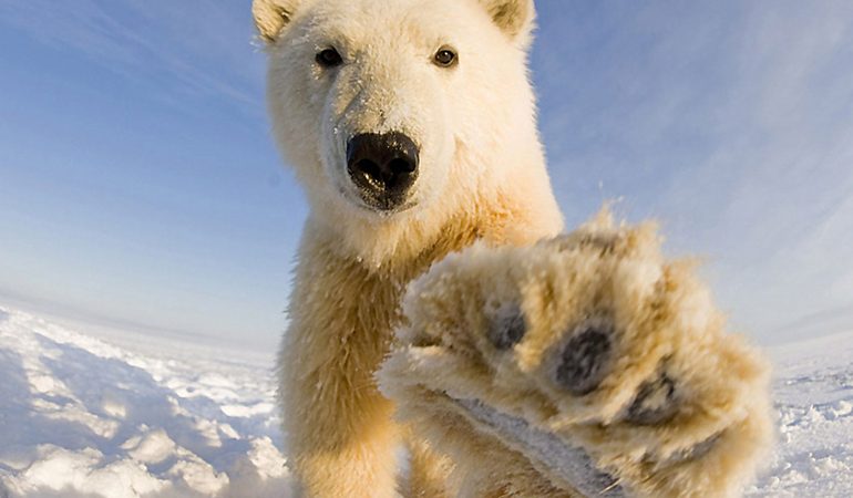 До чого може приснитися білий ведмідь: великий або маленький, сон для чоловіка і жінки