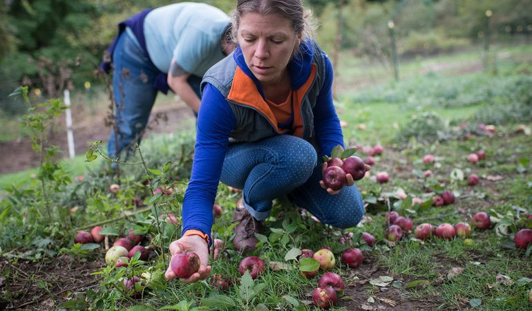 До чого може снитися, якщо збирати яблука з дерева або землі: тлумачення різних сонників