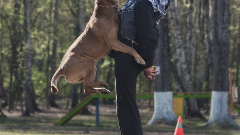 До чого може снитися зла собака і про що це говорить