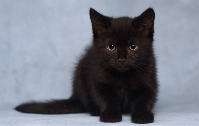 До чого приснився чорний кошеня: сон наснився чоловікові або жінці, малюк з білою грудкою і блакитними очима