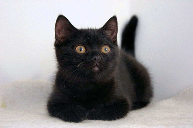 До чого приснився чорний кошеня: сон наснився чоловікові або жінці, малюк з білою грудкою і блакитними очима