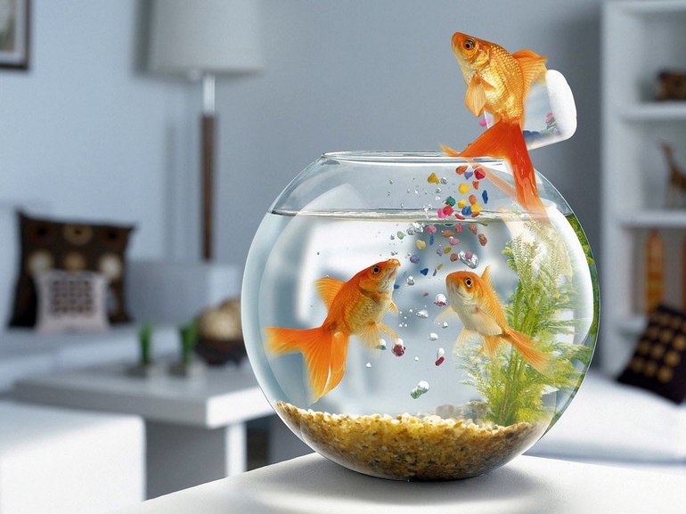 До чого сниться акваріум з рибками: значення за різними сонникам, тлумачення для жінок і чоловіків