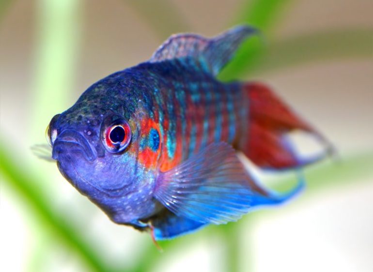 До чого сниться акваріум з рибками: значення за різними сонникам, тлумачення для жінок і чоловіків