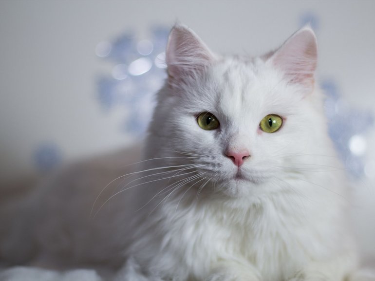 До чого сниться біла кішка: думки різних сонників, тлумачення для дівчат, чоловіків і заміжніх жінок