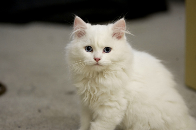 До чого сниться біла кішка: думки різних сонників, тлумачення для дівчат, чоловіків і заміжніх жінок