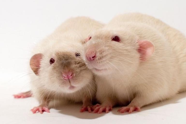 До чого сниться біла миша: значення по сонникам, тлумачення для чоловіків і жінок