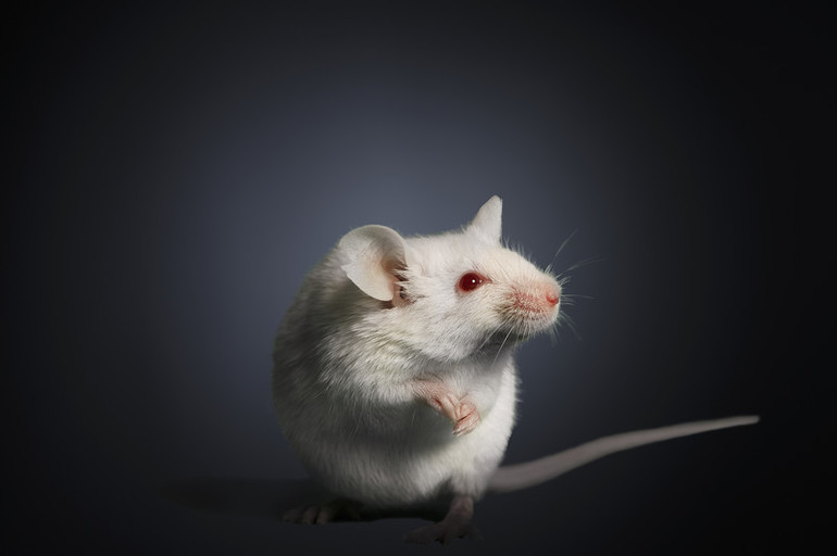 До чого сниться біла миша: значення по сонникам, тлумачення для чоловіків і жінок