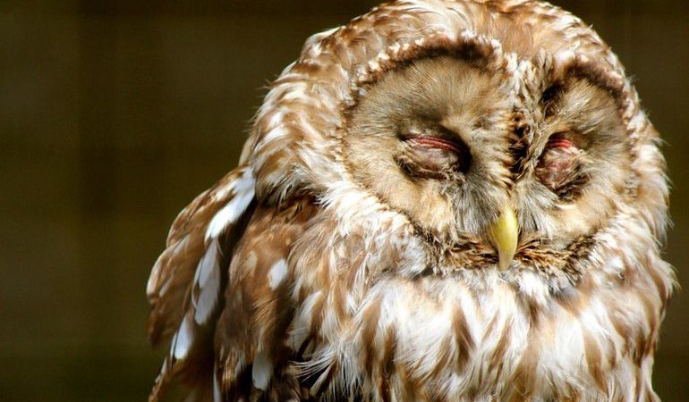 До чого сниться біла сова і чорний птах: тлумачення по соннику Міллера