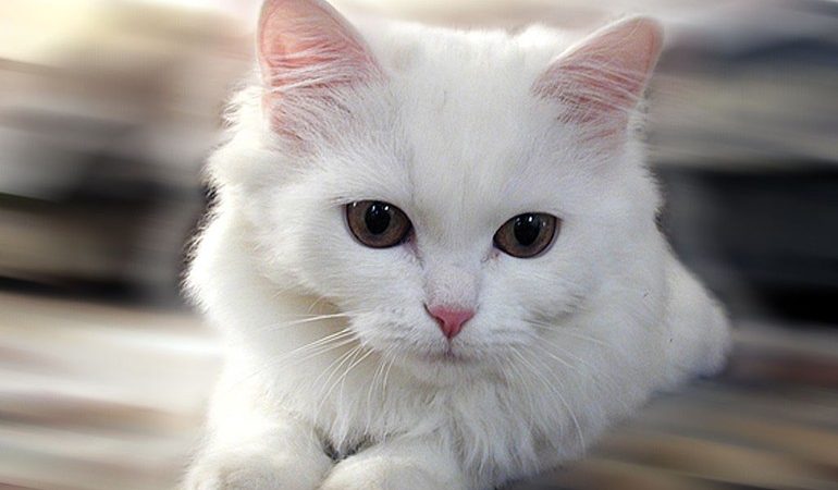 До чого сниться білий кошеня: тлумачення сну для жінки і чоловіки, інтерпретації багатьох сонників