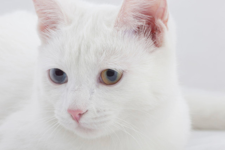 До чого сниться білий кошеня: тлумачення сну для жінки і чоловіки, інтерпретації багатьох сонників
