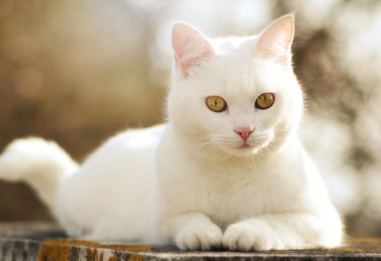 До чого сниться білий кошеня: тлумачення сну для жінки і чоловіки, інтерпретації багатьох сонників