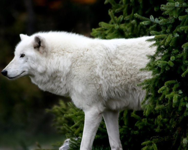 До чого сниться білий вовк: значення для дівчини, мрії про вовчиці, що обіцяє сюжет про напад звіра по соннику