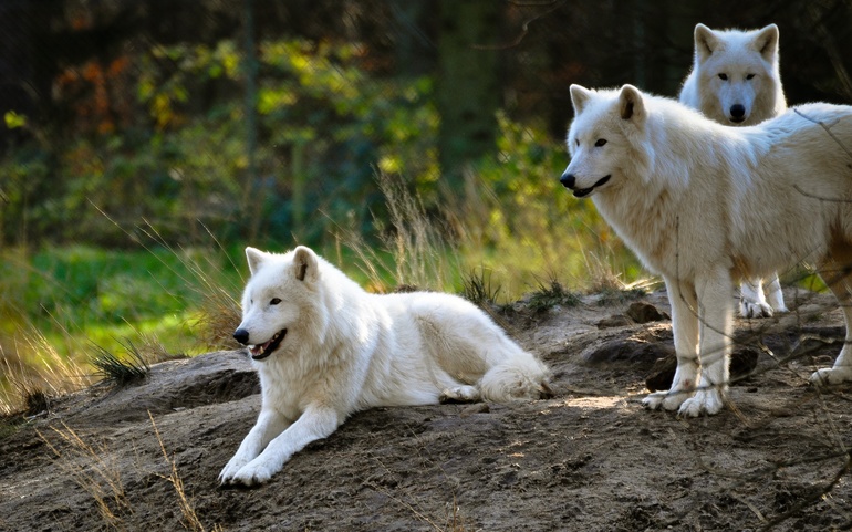 До чого сниться білий вовк: значення для дівчини, мрії про вовчиці, що обіцяє сюжет про напад звіра по соннику