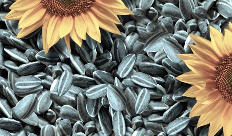 До чого сниться багато насіння: чистити, клацати або перебирати їх, тлумачення відомих сонників