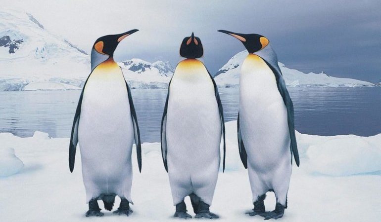 До чого сниться багато пінгвінів: чоловікові і жінці, у воді і на суші, значення з різних сонників