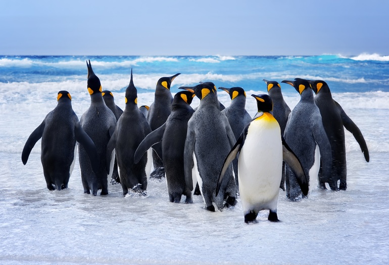 До чого сниться багато пінгвінів: чоловікові і жінці, у воді і на суші, значення з різних сонників