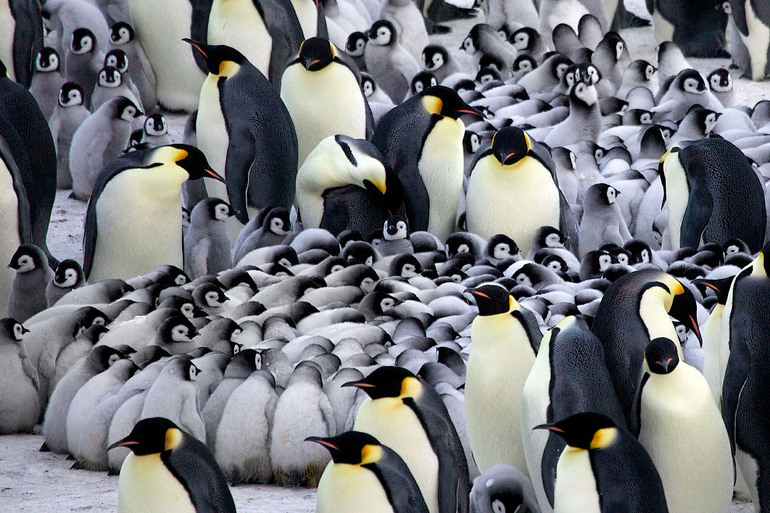 До чого сниться багато пінгвінів: чоловікові і жінці, у воді і на суші, значення з різних сонників