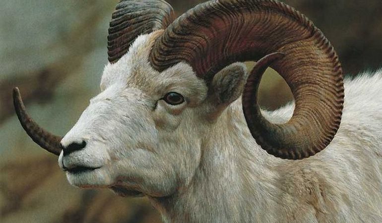 До чого сниться баран: тлумачення стада тварин з білою або чорною шерстю і великими рогами в різних сонники