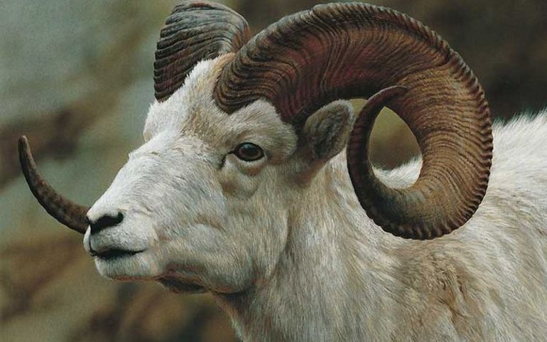 До чого сниться баран: тлумачення стада тварин з білою або чорною шерстю і великими рогами в різних сонники