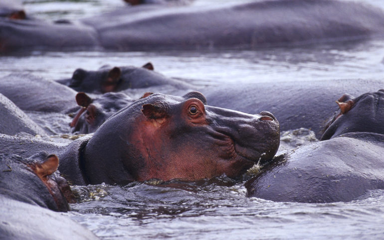 До чого сниться бегемот: значення сну з гіпопотамом у воді і на суші для жінок і чоловіків, тлумачення за різними сонникам