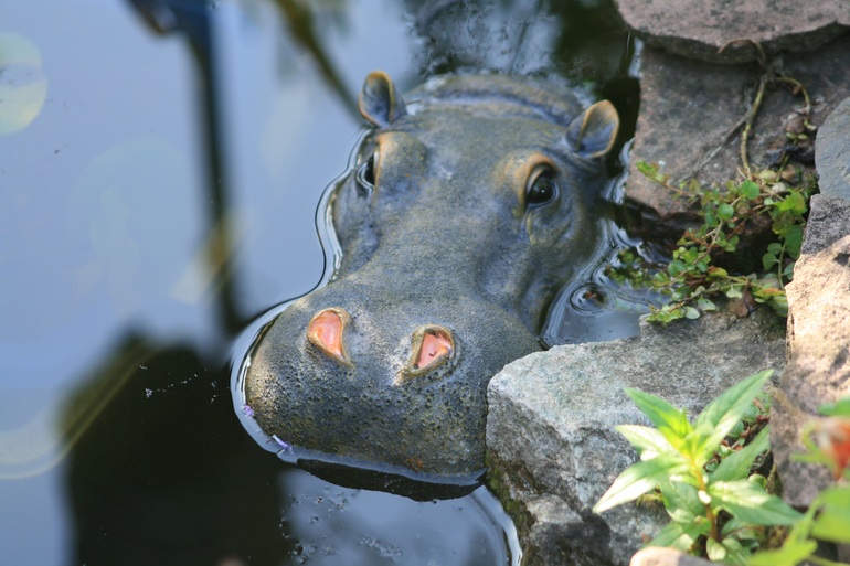 До чого сниться бегемот: значення сну з гіпопотамом у воді і на суші для жінок і чоловіків, тлумачення за різними сонникам
