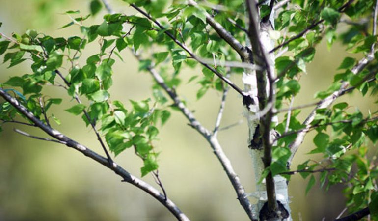 До чого сниться береза: тлумачення сонників, що означає прогулянка уві сні по зеленій березовому гаю, голе дерево