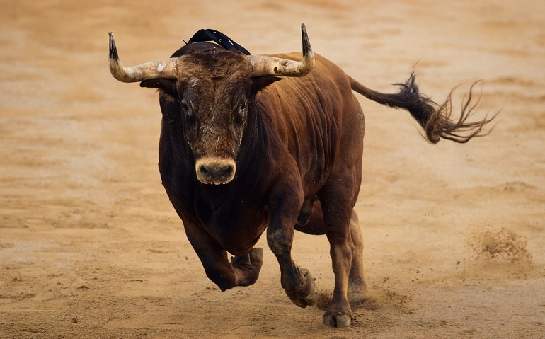 До чого сниться бик: жінці та чоловікові, великий і розлючений, тікати від тварини