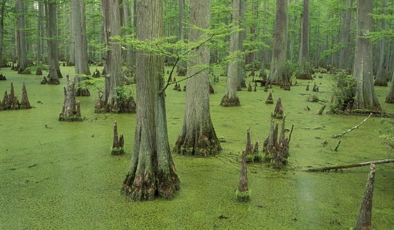 До чого сниться болото: тлумачення сонників, що означає бачити і ходити по трясовині, потонути в багні