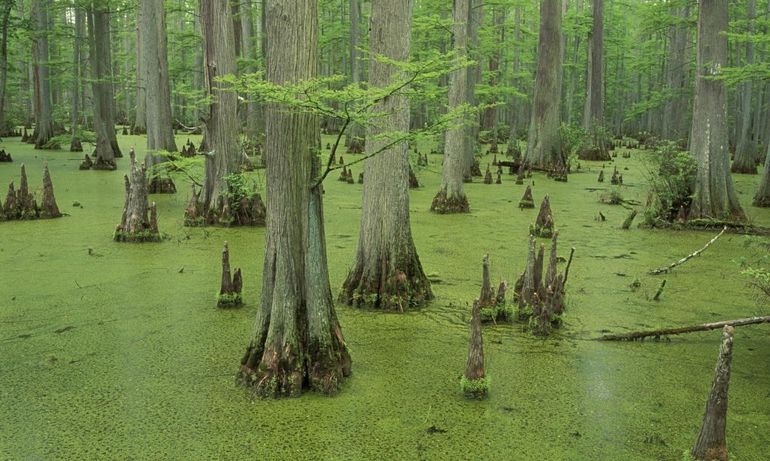 До чого сниться болото: тлумачення сонників, що означає бачити і ходити по трясовині, потонути в багні