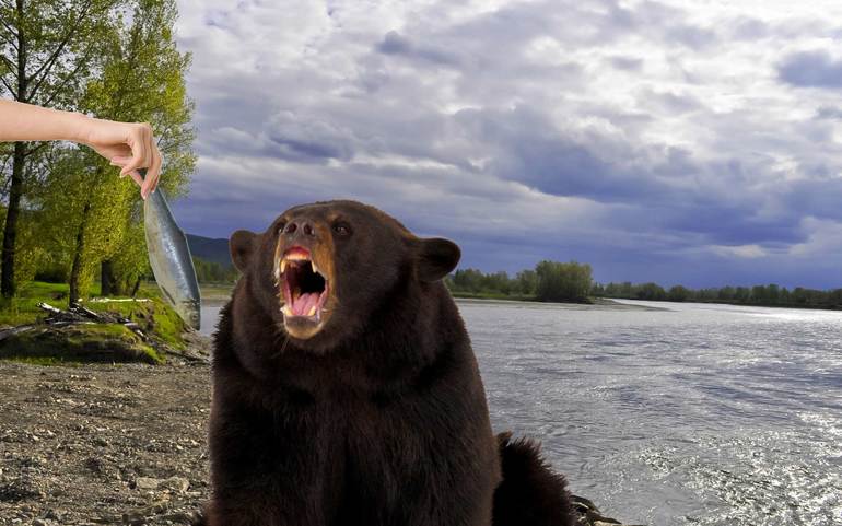 До чого сниться бурий ведмідь: дівчині, жінці чи чоловікові, коли він нападає або женеться