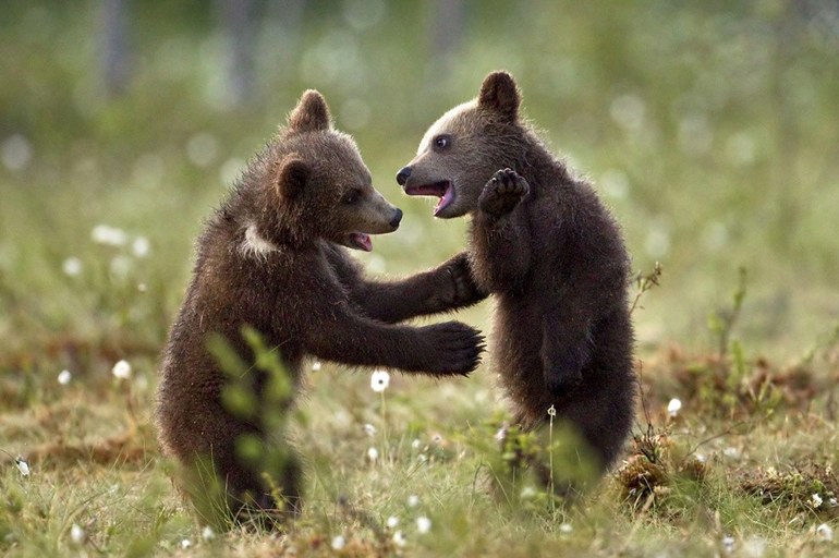 До чого сниться бурий ведмідь: дівчині, жінці чи чоловікові, коли він нападає або женеться