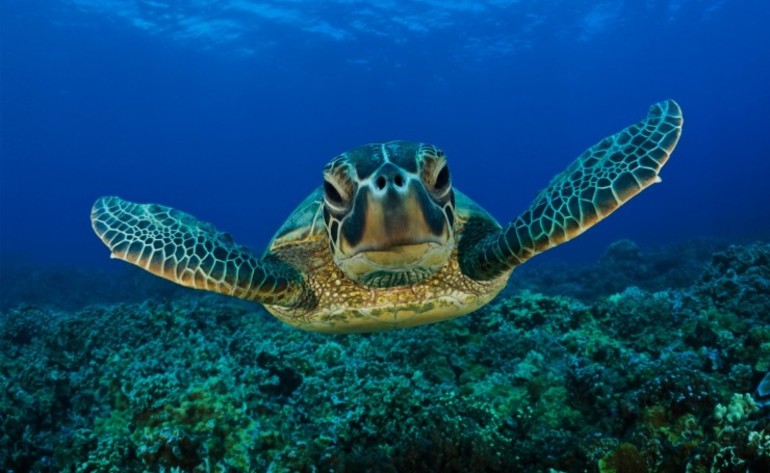 До чого сниться черепаха у воді або акваріумі: тлумачення з різних сонникам для чоловіків і жінок