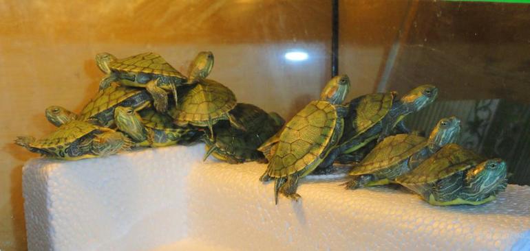 До чого сниться черепаха: велика і маленька, тлумачення в різних сонники, дитинча черепашки
