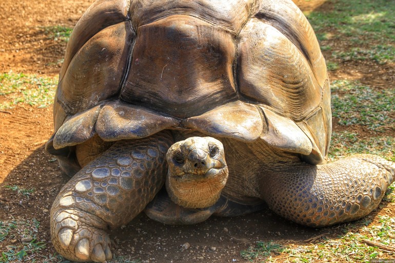 До чого сниться черепаха: велика і маленька, тлумачення в різних сонники, дитинча черепашки