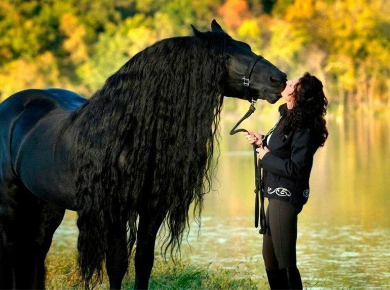 До чого сниться чорна кінь: тлумачення снів по сонникам, інтерпретація для чоловіків і жінок