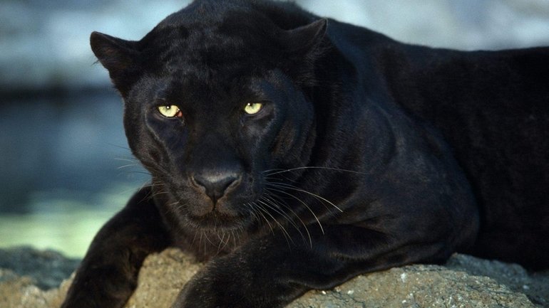До чого сниться чорна пантера: чоловікові і жінці, агресивна і добра, розшифровки з різних сонників