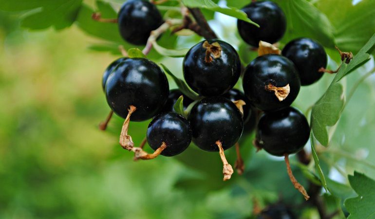 До чого сниться чорна смородина: тлумачення сонники великих або дрібних ягід, кількість на кущі